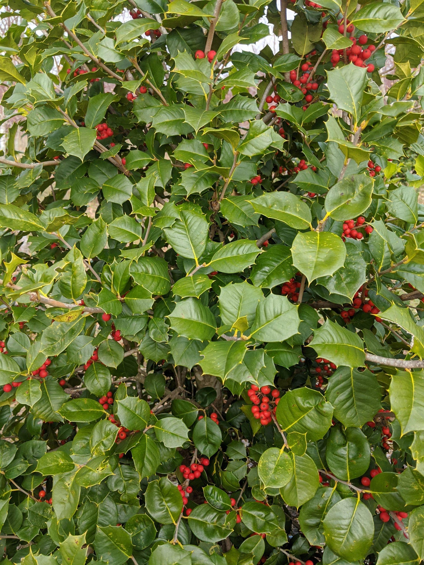 Ilex Opaca 'satyr Hill' - View 2 from www redcrocus com