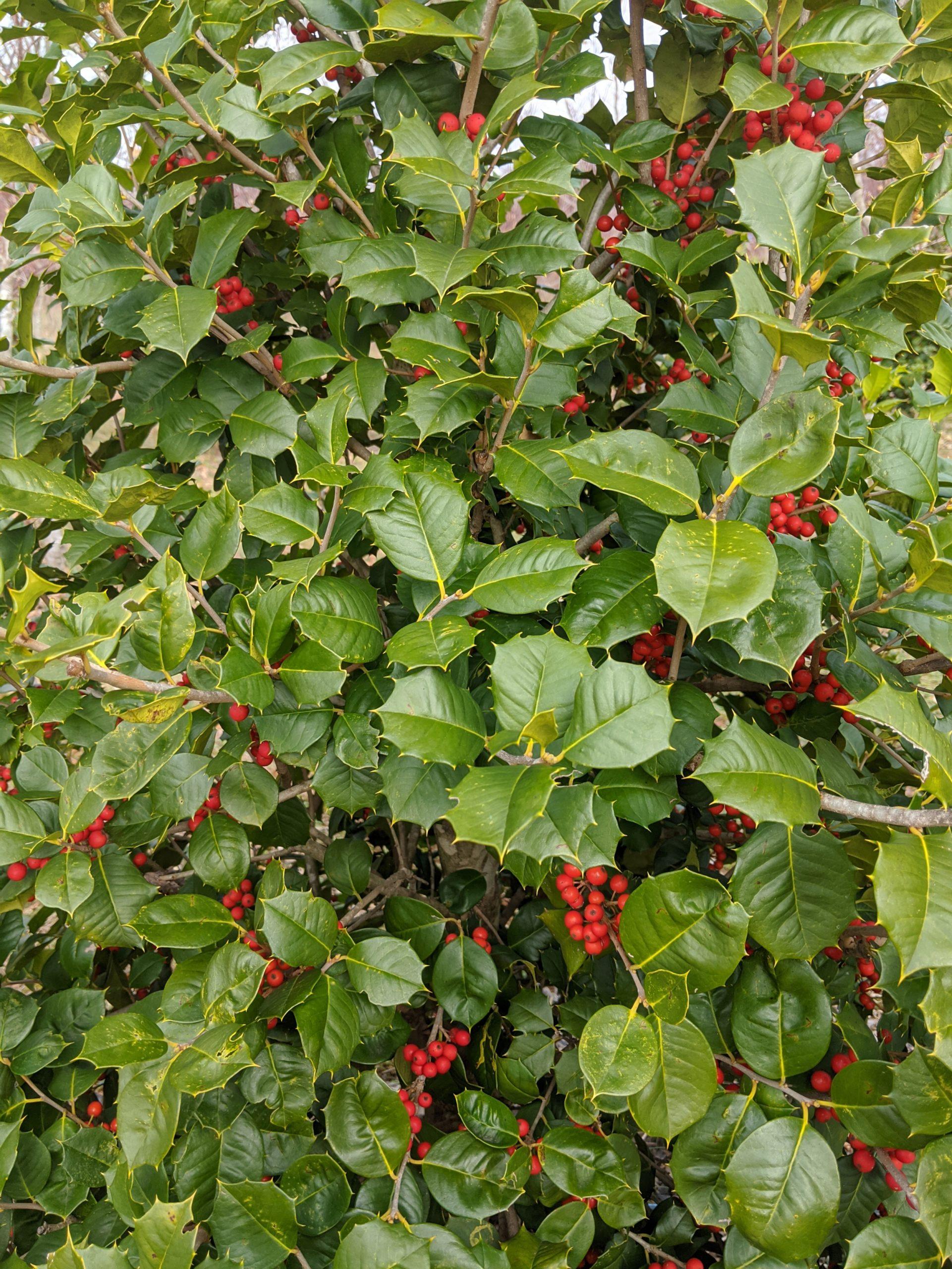 Ilex Opaca 'satyr Hill' - View 2 from www redcrocus com