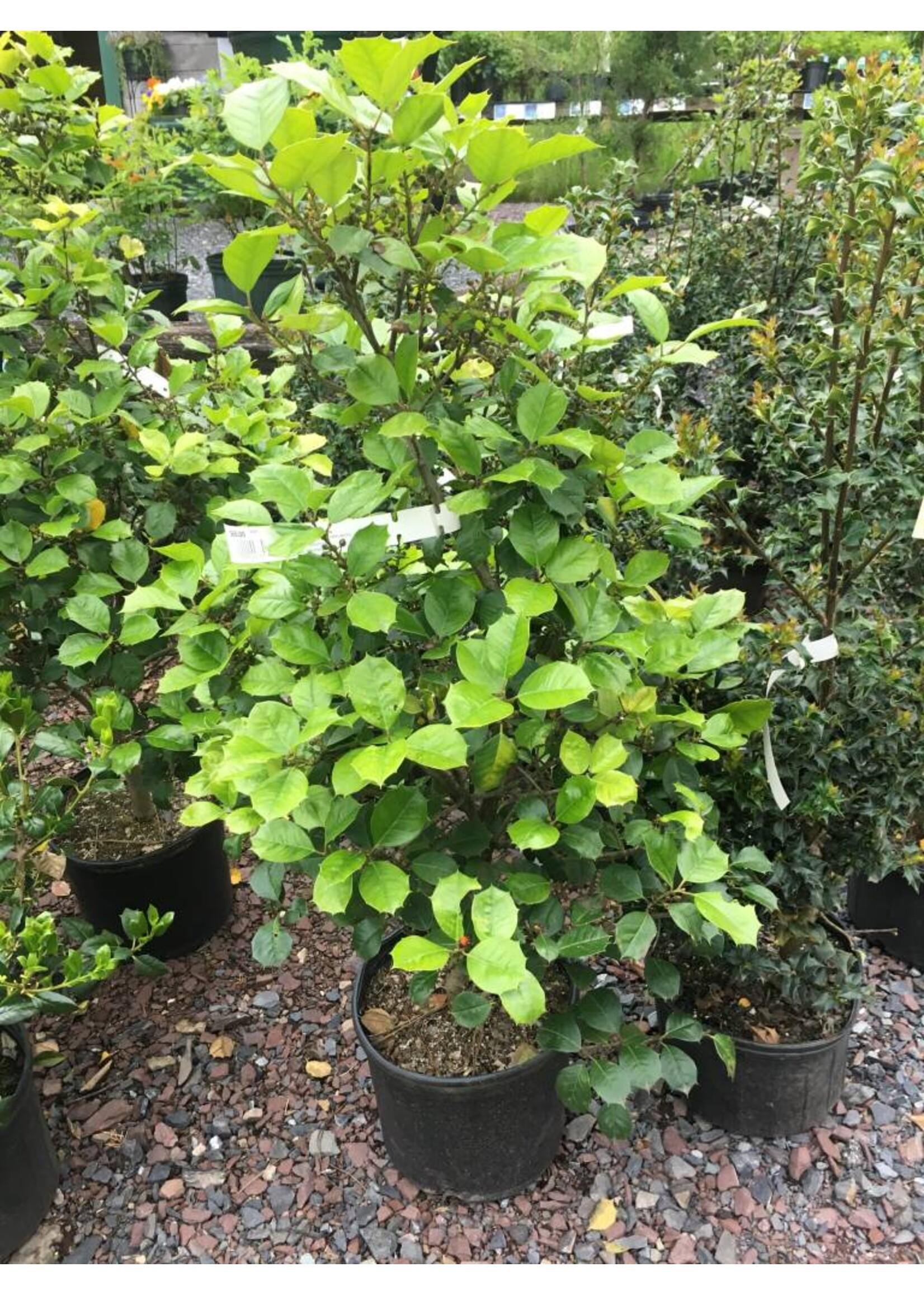 Ilex Opaca 'satyr Hill' - View 30 from www redcrocus com
