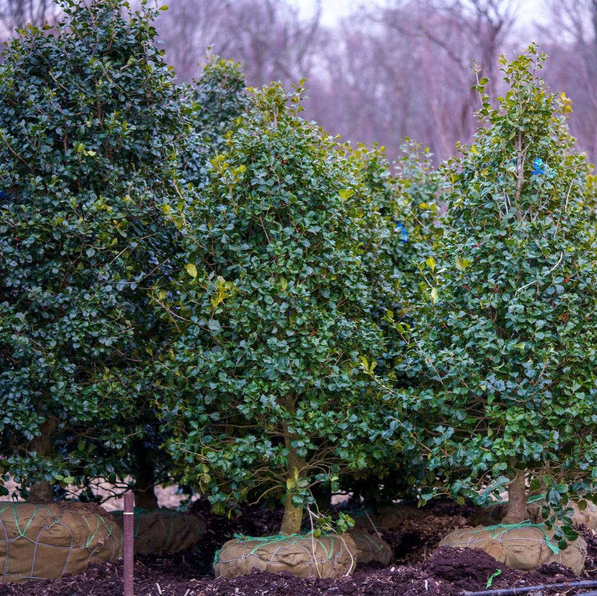 Ilex Opaca 'satyr Hill' - View 33 from www redcrocus com