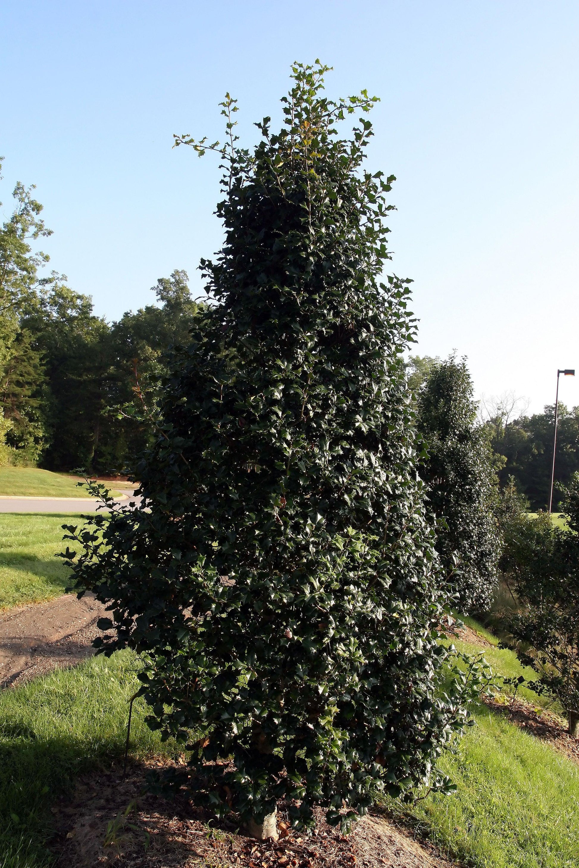 Ilex Opaca 'satyr Hill' - View 34 from www redcrocus com