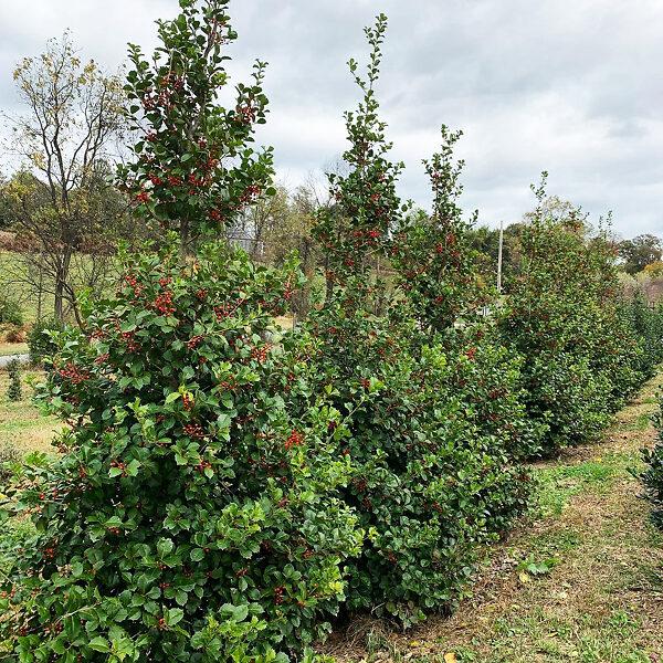 Ilex Opaca 'satyr Hill' - View 8 from www redcrocus com