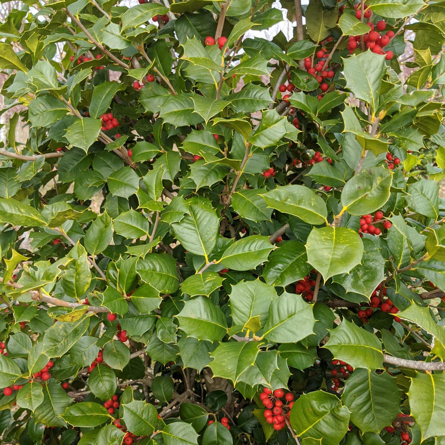 Ilex Opaca 'satyr Hill' - View 9 from www redcrocus com