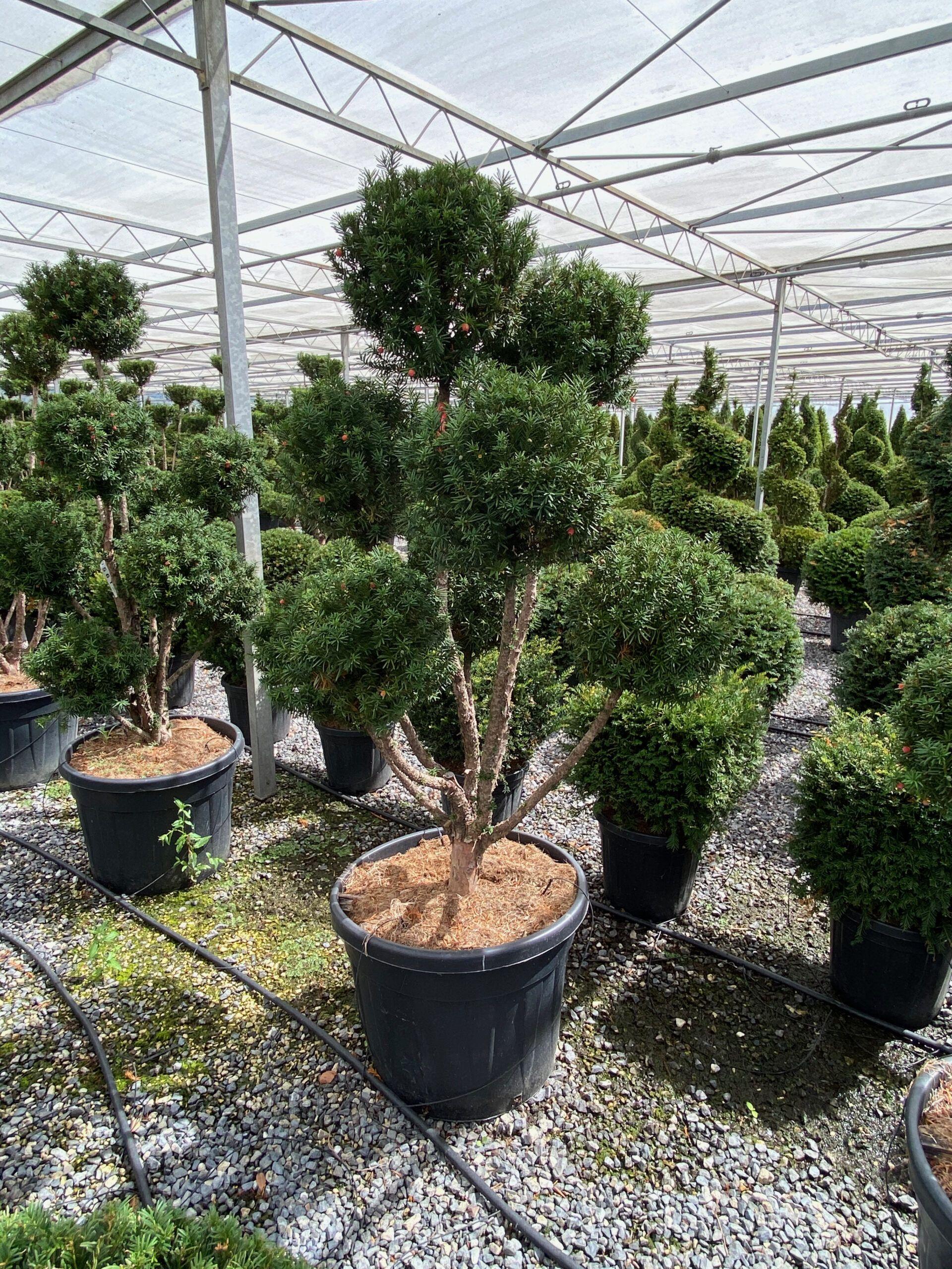 Taxus Media 'hillii' - View 10 from www redcrocus com