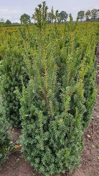 Taxus Media 'hillii' - View 11 from www redcrocus com