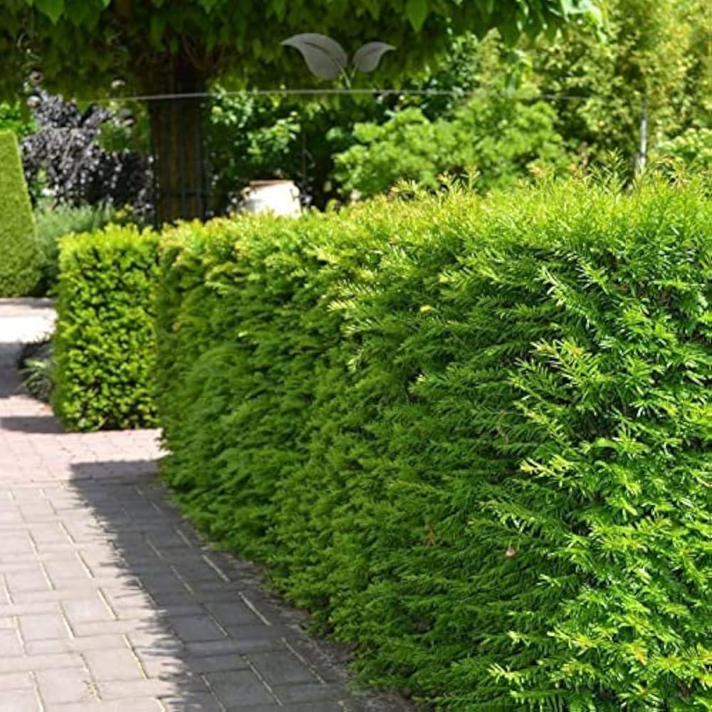 Taxus Media 'hillii' - View 12 from www redcrocus com