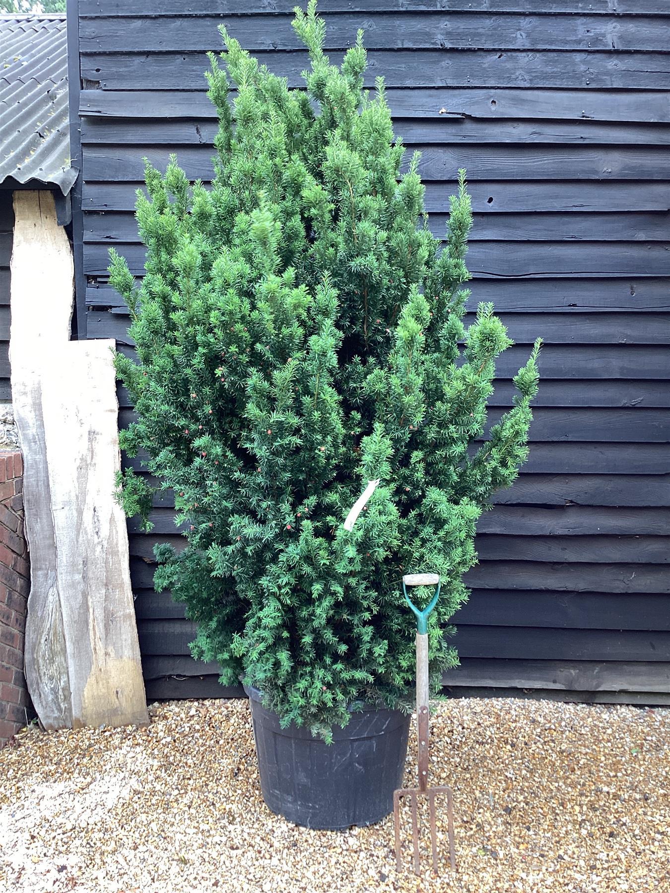 Taxus Media 'hillii' - View 13 from www redcrocus com