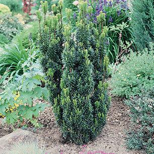 Taxus Media 'hillii' - View 15 from www redcrocus com