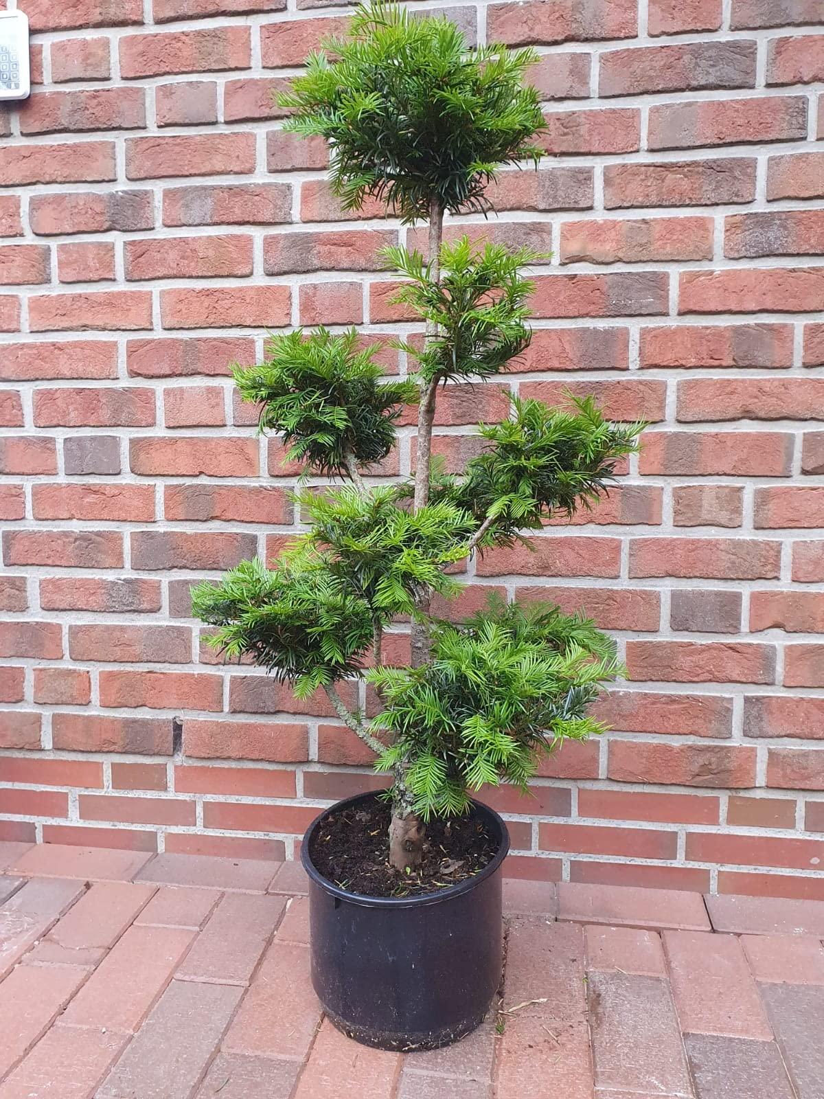 Taxus Media 'hillii' - View 16 from www redcrocus com