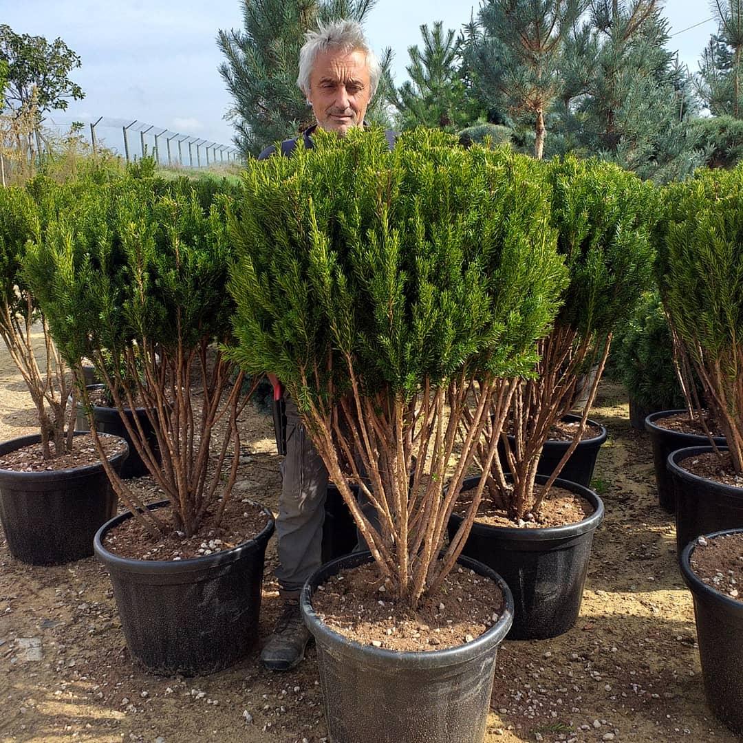 Taxus Media 'hillii' - View 18 from www redcrocus com
