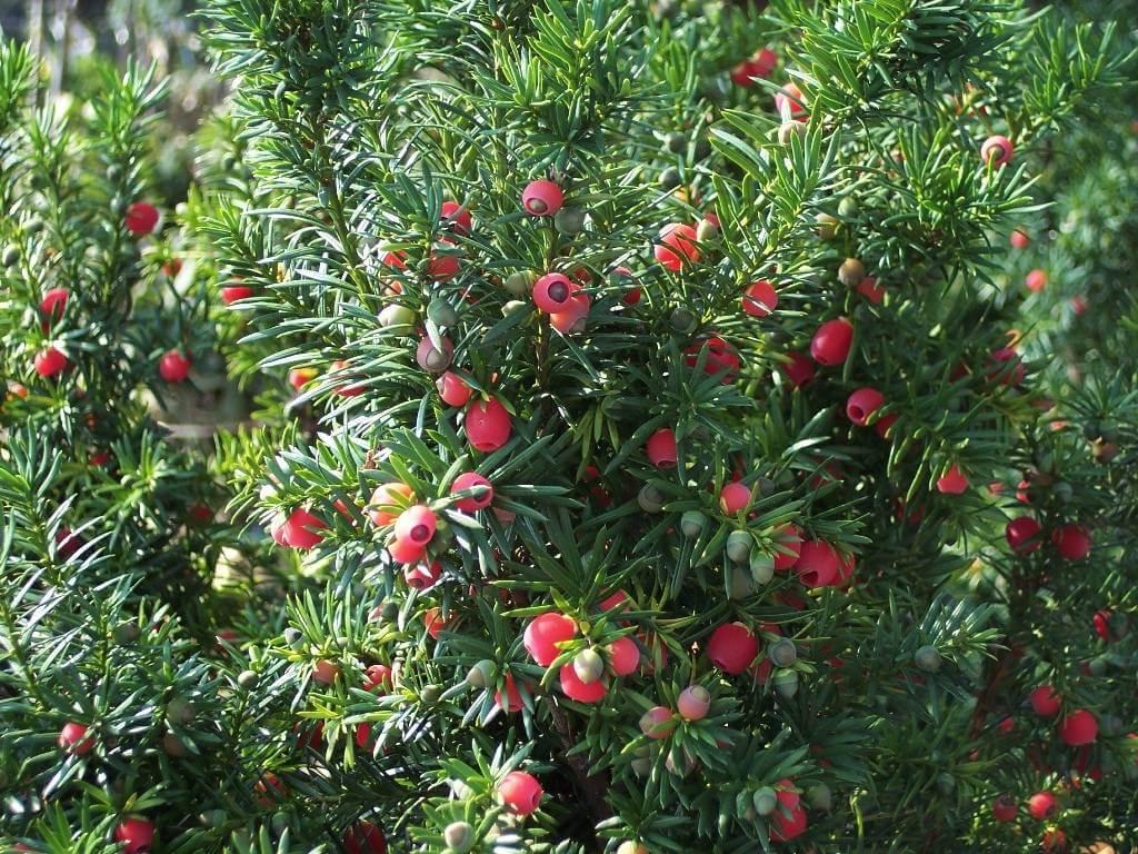Taxus Media 'hillii' - View 19 from www redcrocus com