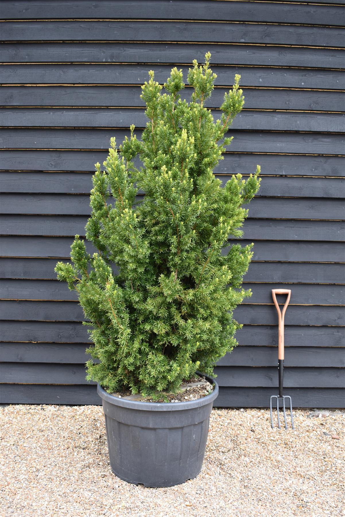 Taxus Media 'hillii' - View 1 from www redcrocus com