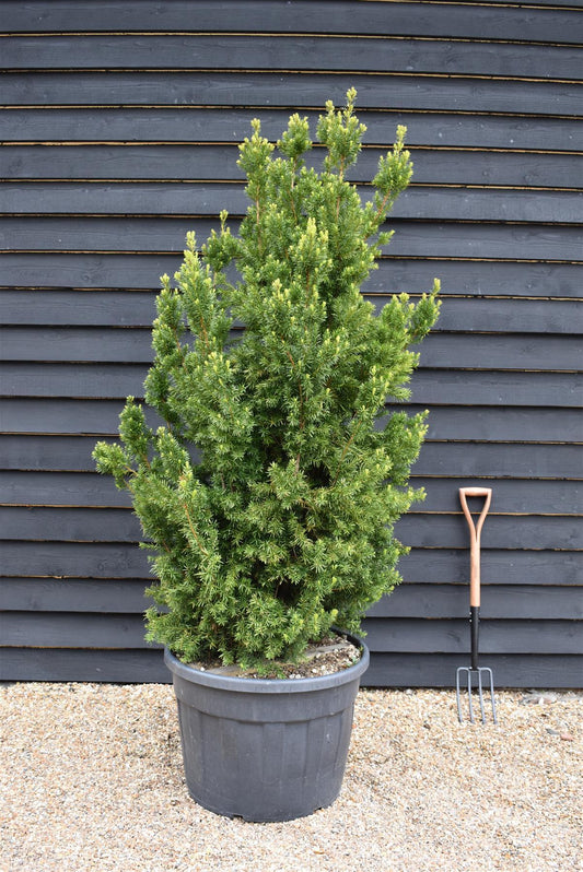 Taxus Media 'hillii' - View 1 from www redcrocus com