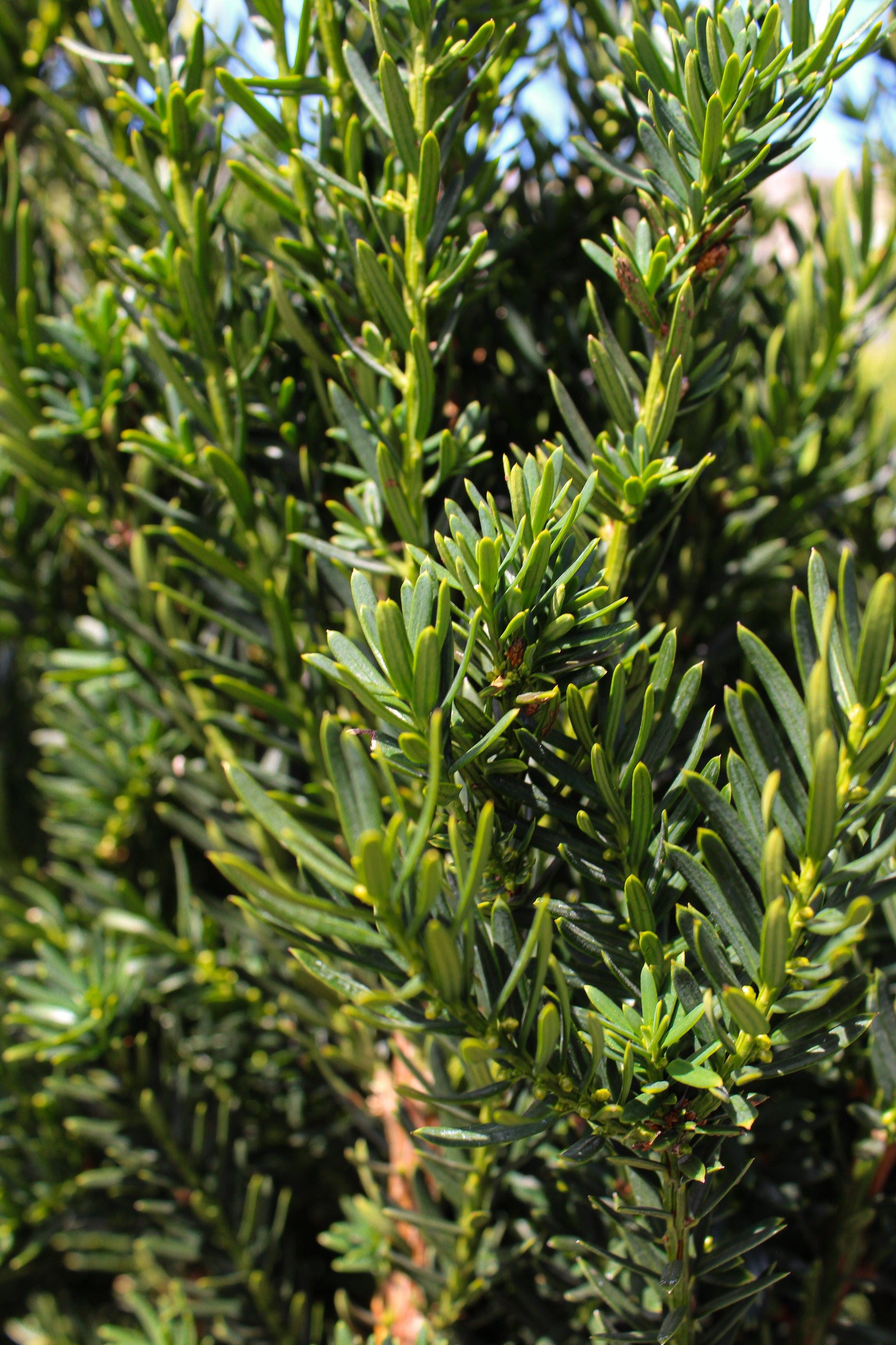 Taxus Media 'hillii' - View 20 from www redcrocus com