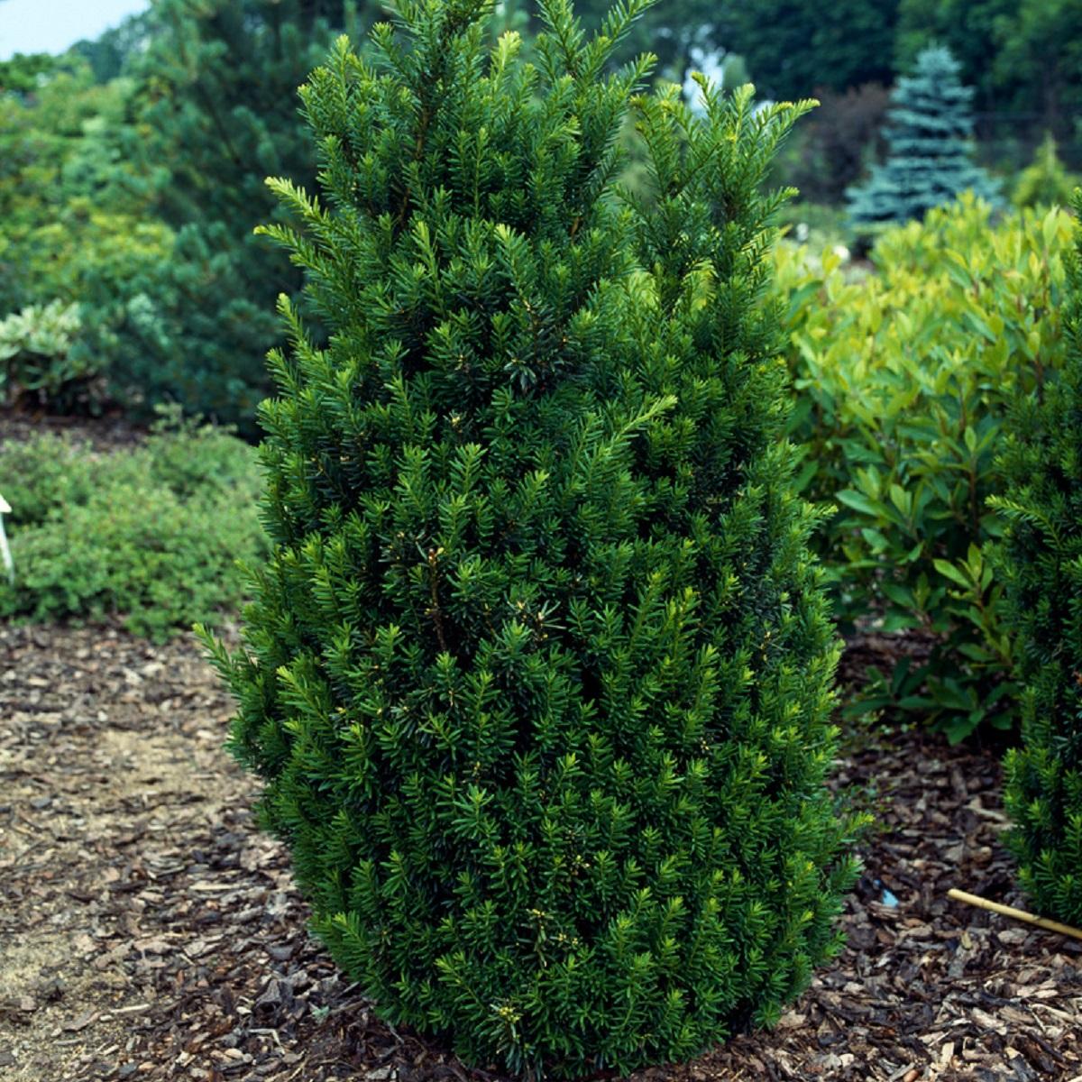 Taxus Media 'hillii' - View 21 from www redcrocus com
