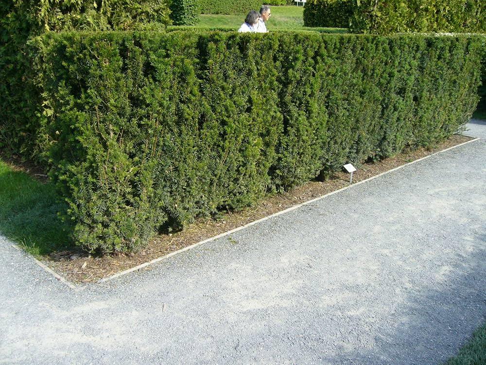 Taxus Media 'hillii' - View 22 from www redcrocus com