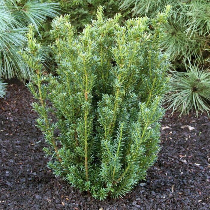 Taxus Media 'hillii' - View 23 from www redcrocus com
