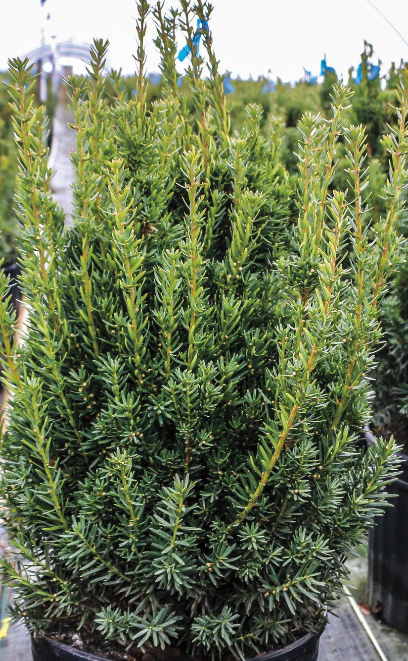 Taxus Media 'hillii' - View 24 from www redcrocus com