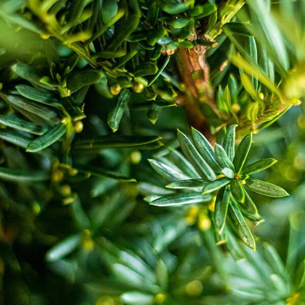 Taxus Media 'hillii' - View 26 from www redcrocus com