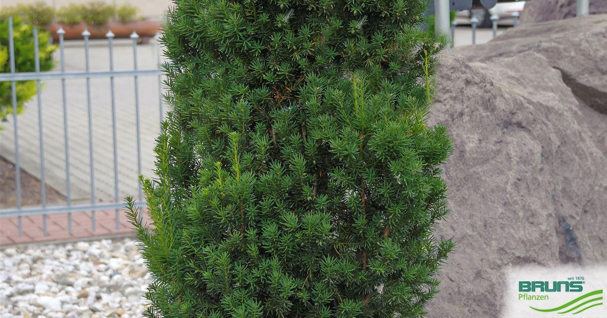 Taxus Media 'hillii' - View 27 from www redcrocus com