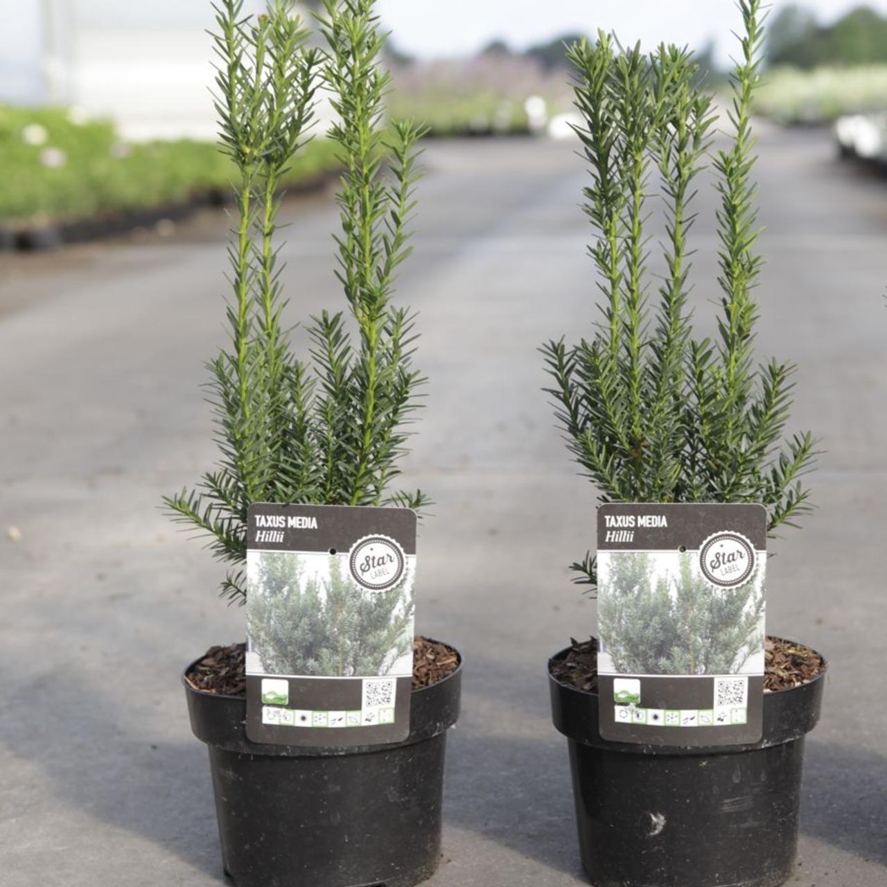 Taxus Media 'hillii' - View 28 from www redcrocus com