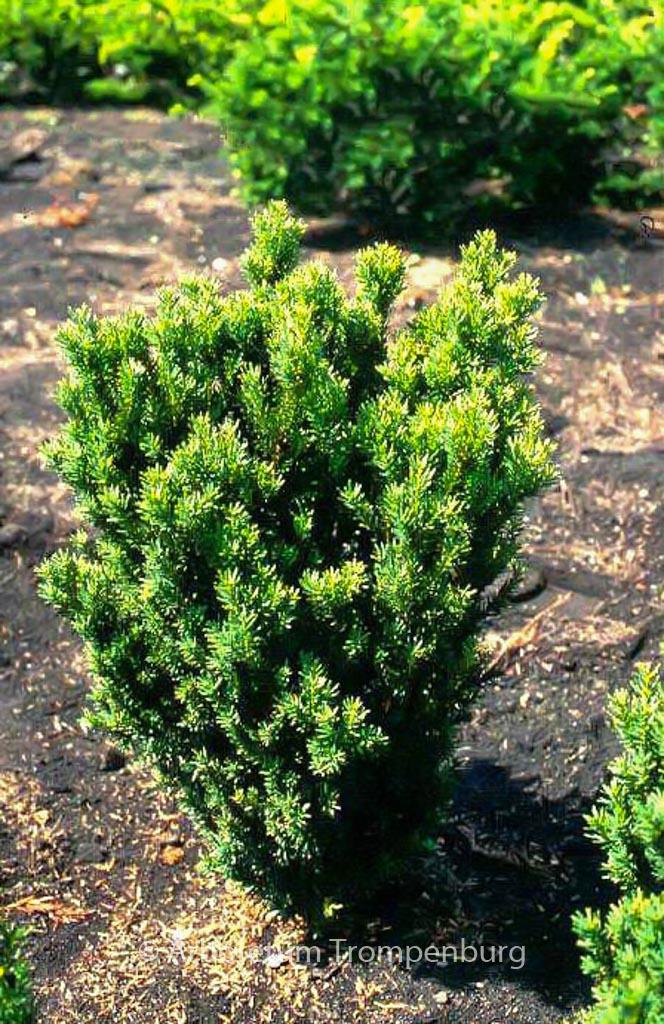 Taxus Media 'hillii' - View 29 from www redcrocus com