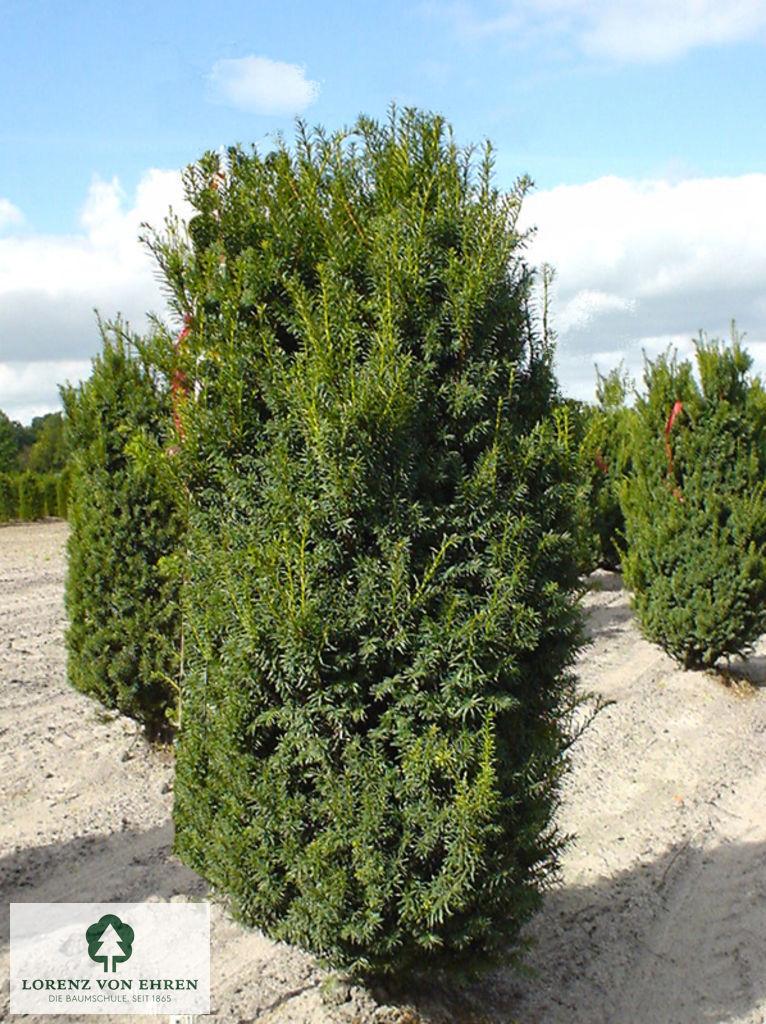 Taxus Media 'hillii' - View 2 from www redcrocus com