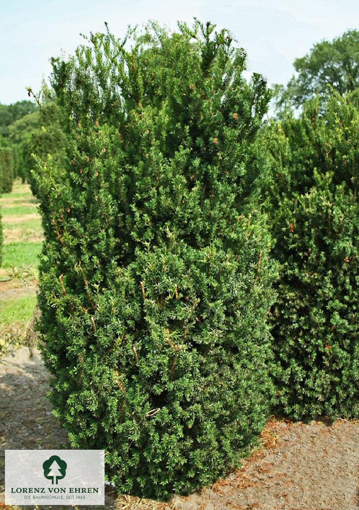 Taxus Media 'hillii' - View 30 from www redcrocus com