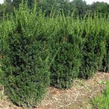 Taxus Media 'hillii' - View 31 from www redcrocus com