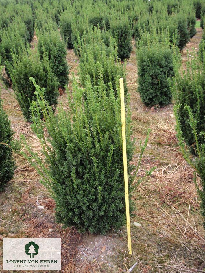 Taxus Media 'hillii' - View 32 from www redcrocus com