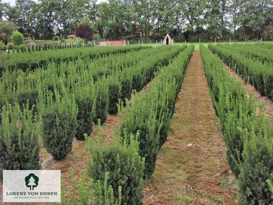 Taxus Media 'hillii' - View 33 from www redcrocus com