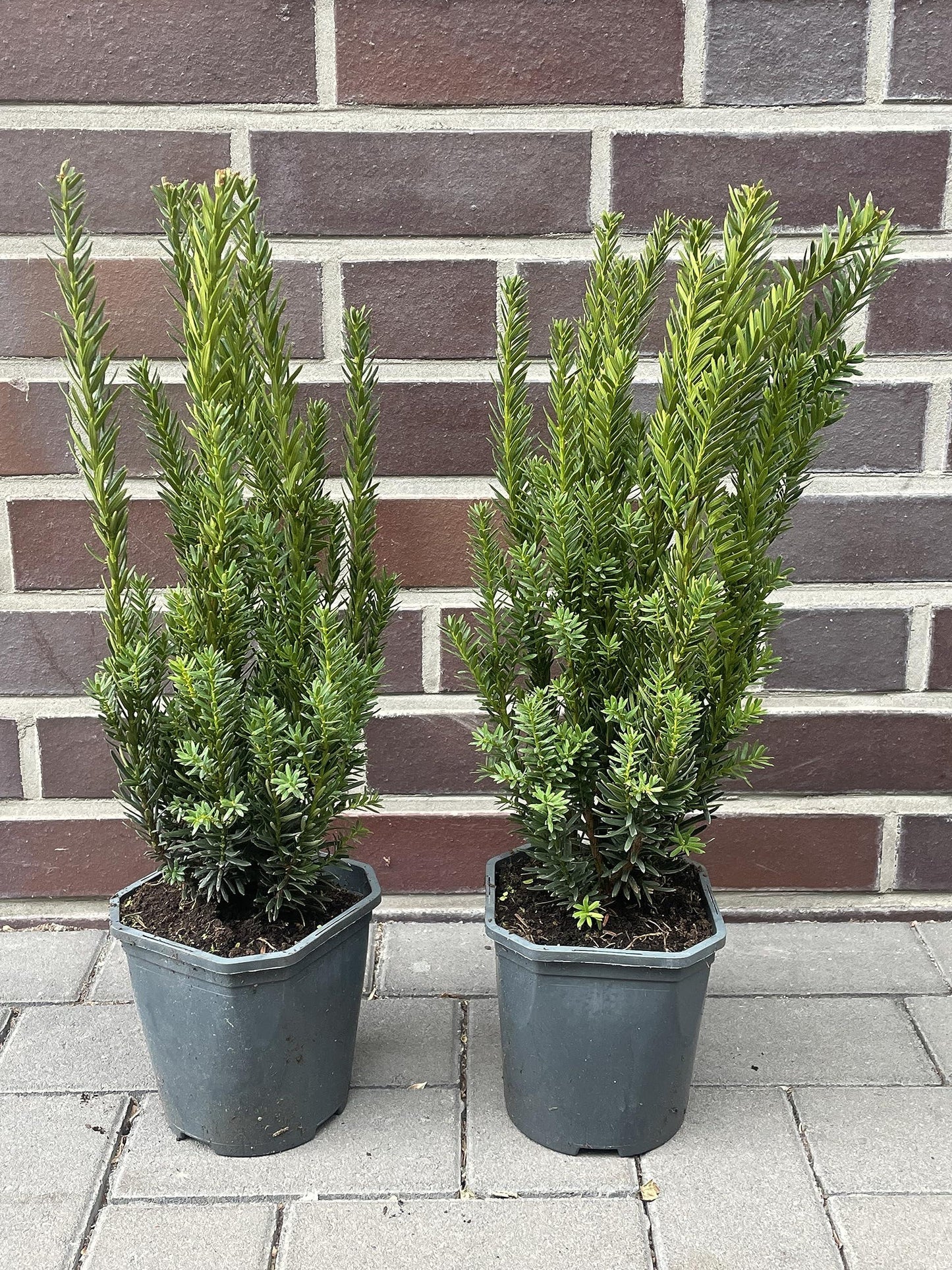 Taxus Media 'hillii' - View 34 from www redcrocus com