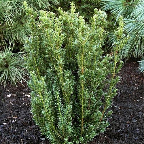 Taxus Media 'hillii' - View 35 from www redcrocus com