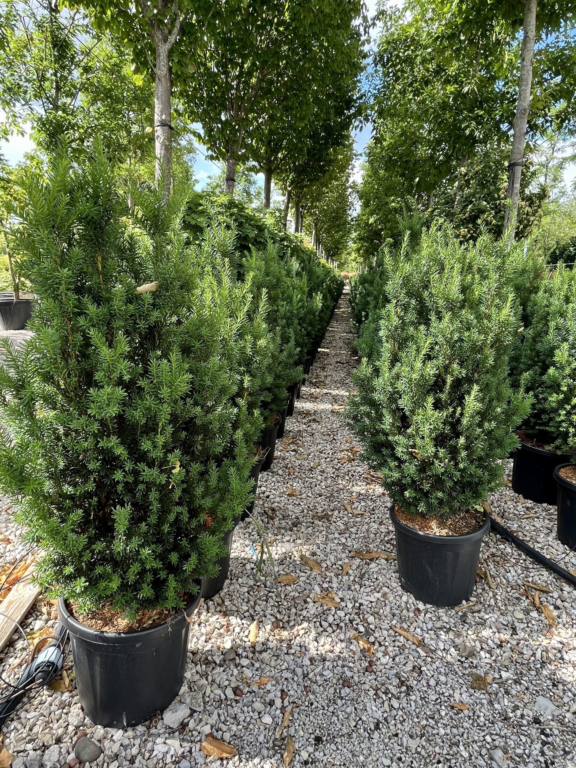 Taxus Media 'hillii' - View 4 from www redcrocus com