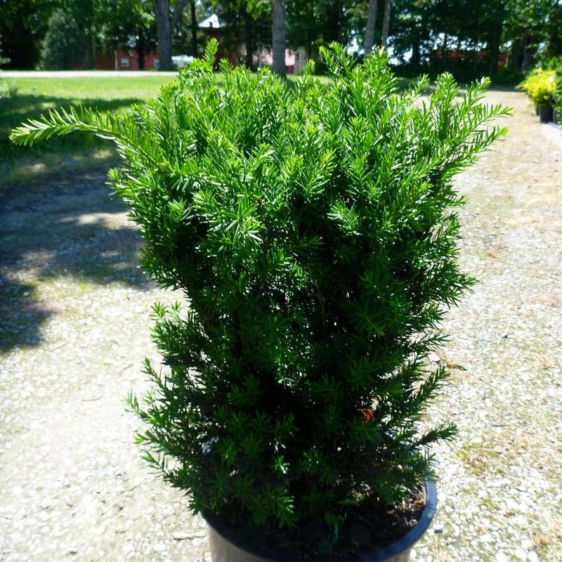 Taxus Media 'hillii' - View 5 from www redcrocus com