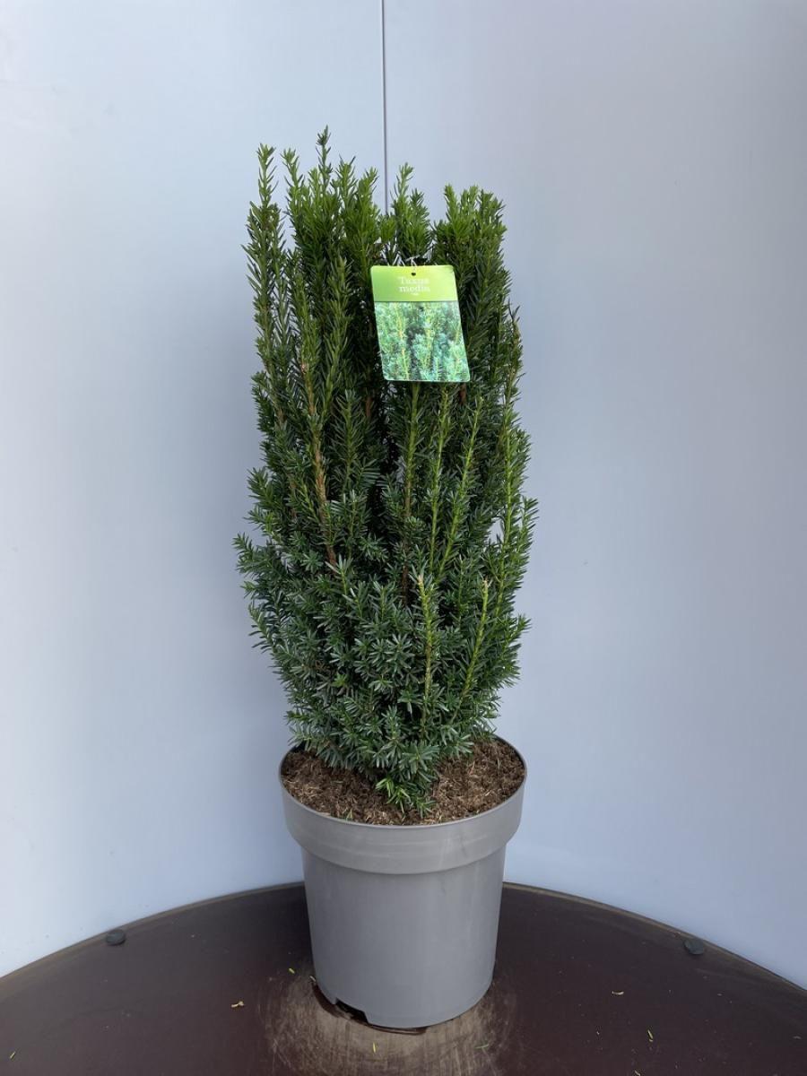 Taxus Media 'hillii' - View 6 from www redcrocus com