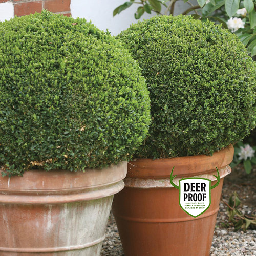 Buxus Microphylla 'sprinter' - View 12 from www redcrocus com
