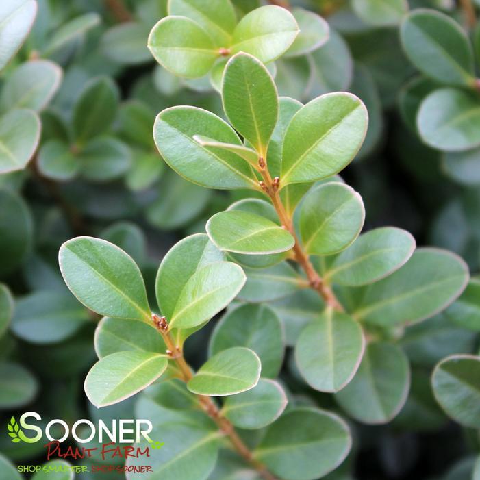 Buxus Microphylla 'sprinter' - View 13 from www redcrocus com