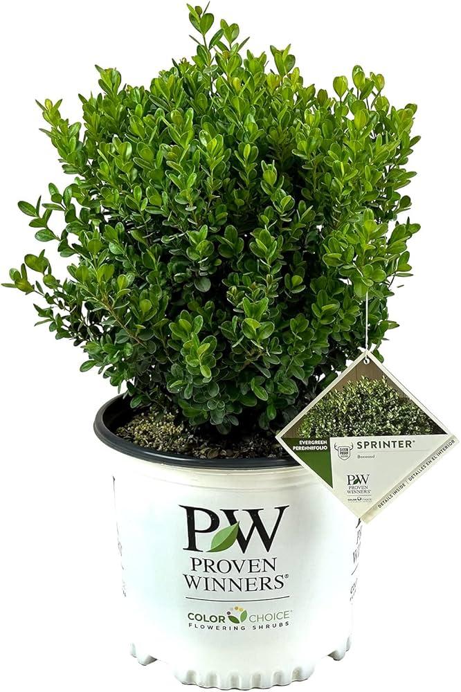 Buxus Microphylla 'sprinter' - View 18 from www redcrocus com