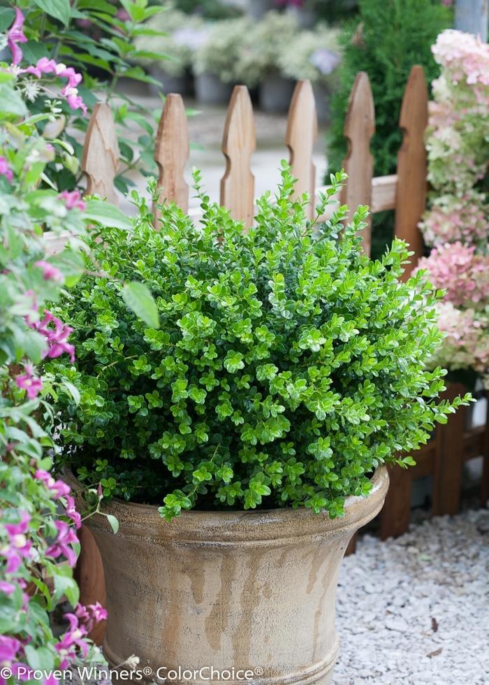 Buxus Microphylla 'sprinter' - View 23 from www redcrocus com
