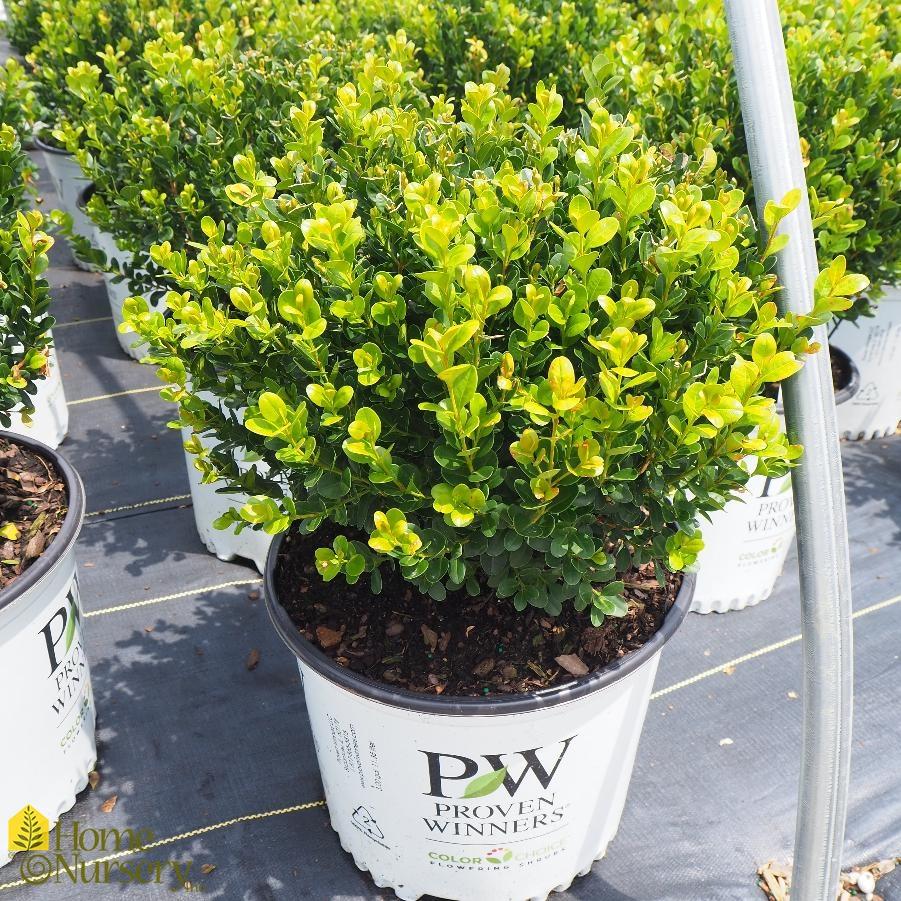 Buxus Microphylla 'sprinter' - View 32 from www redcrocus com