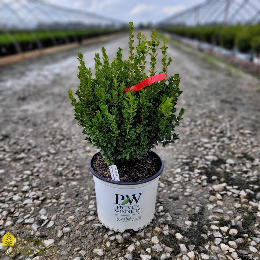 Buxus Microphylla 'sprinter' - View 3 from www redcrocus com