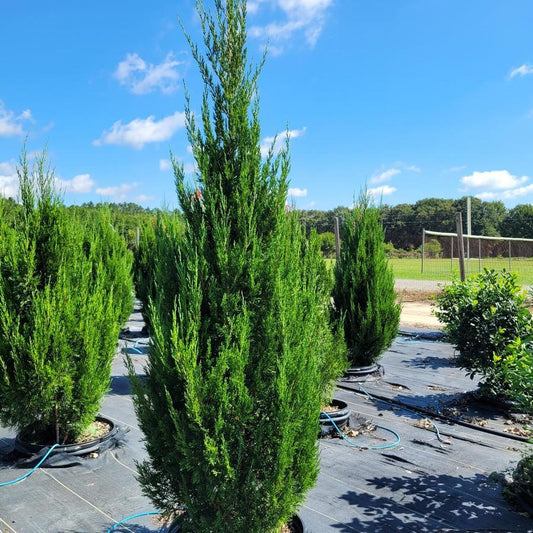 Juniperus Chinensis 'spartan' - View 10 from www redcrocus com