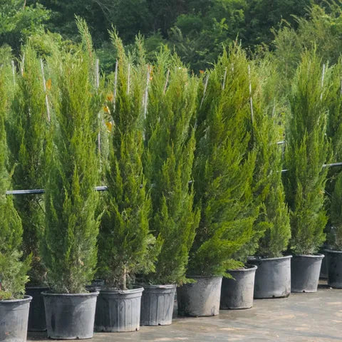 Juniperus Chinensis 'spartan' - View 11 from www redcrocus com