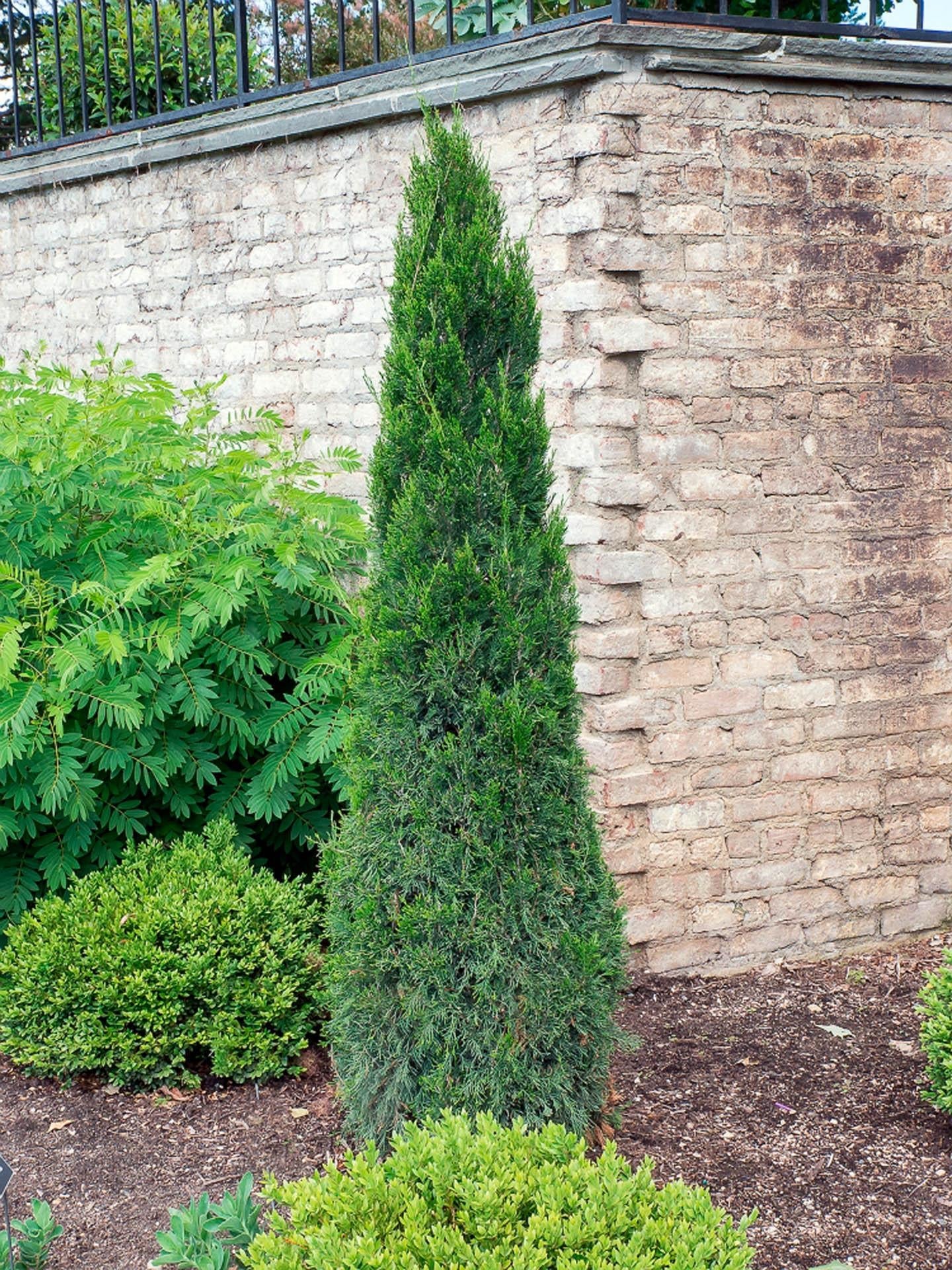 Juniperus Chinensis 'spartan' - View 16 from www redcrocus com