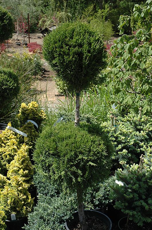 Juniperus Chinensis 'spartan' - View 18 from www redcrocus com