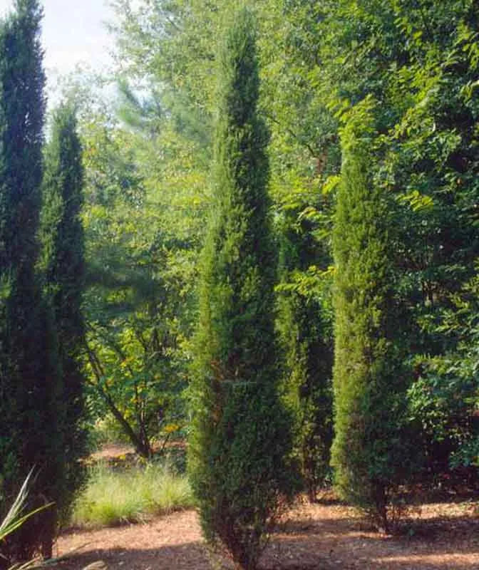 Juniperus Chinensis 'spartan' - View 21 from www redcrocus com