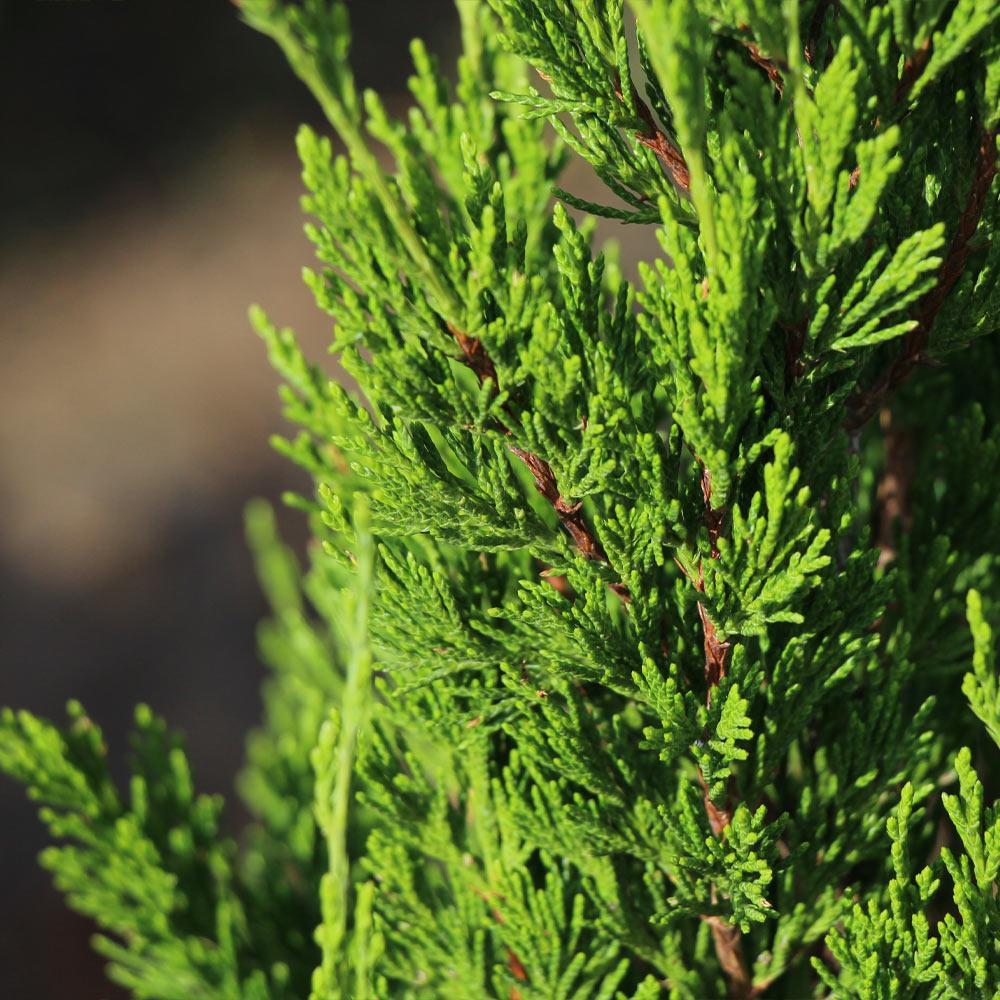 Juniperus Chinensis 'spartan' - View 23 from www redcrocus com