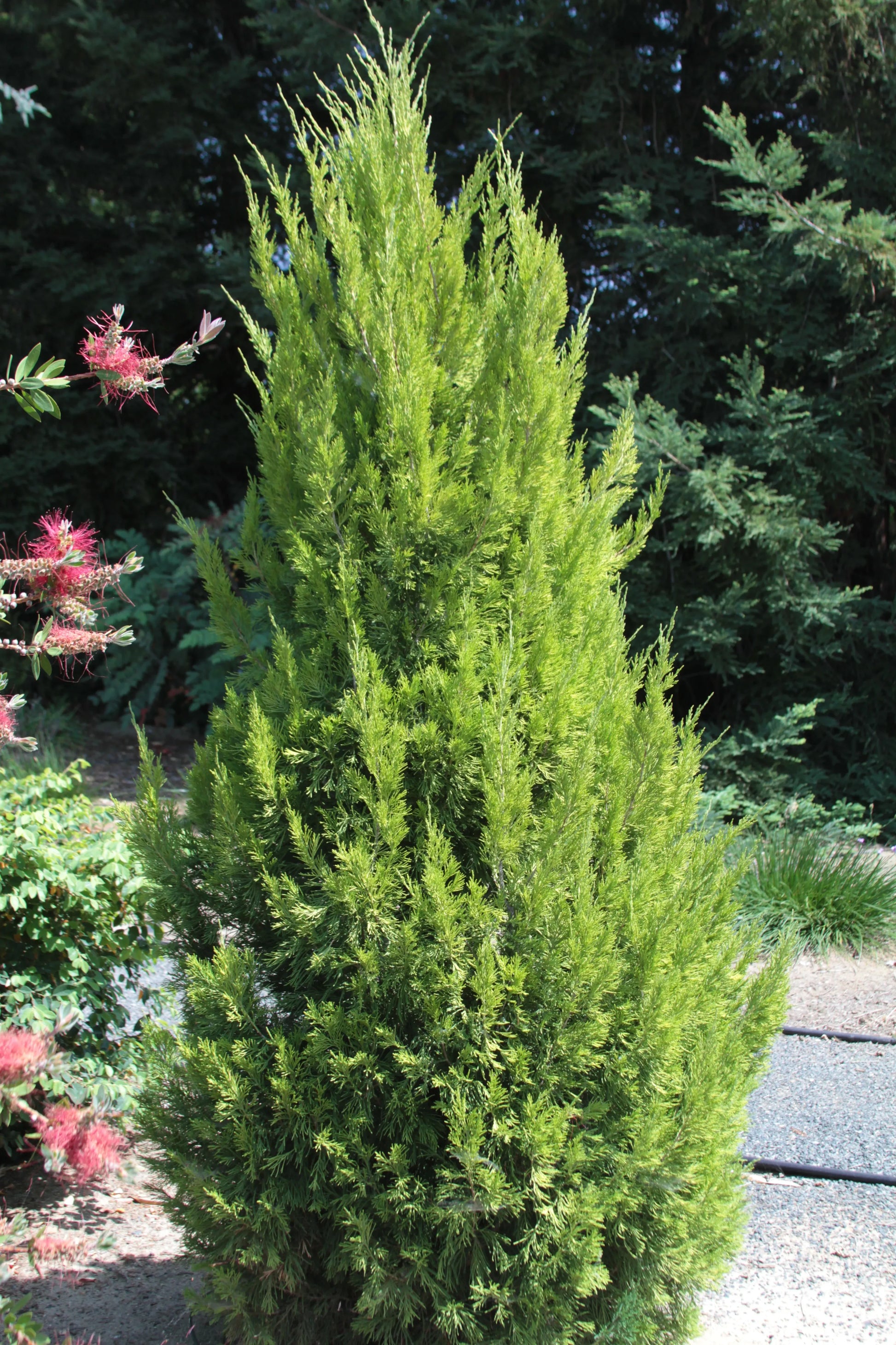 Juniperus Chinensis 'spartan' - View 24 from www redcrocus com