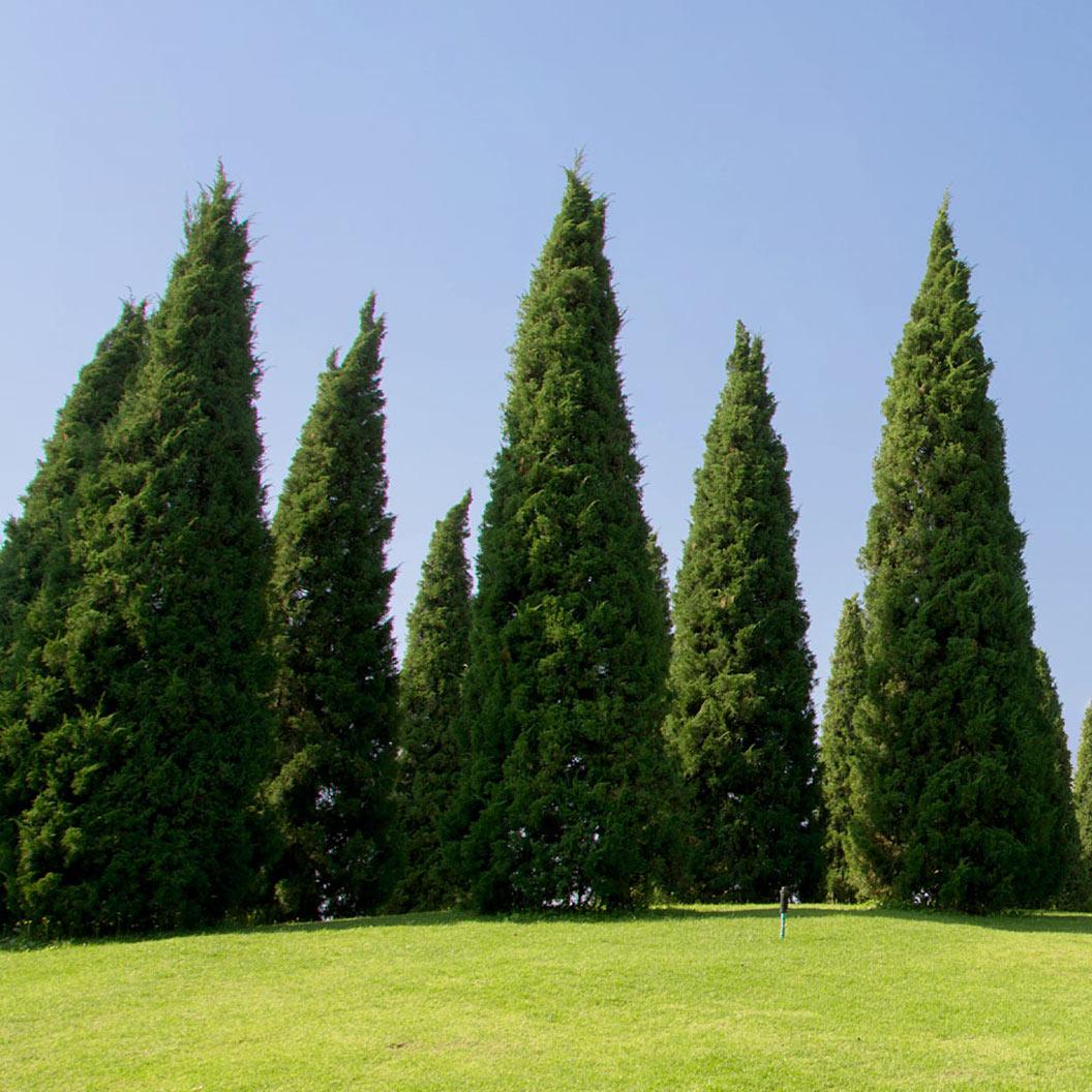 Juniperus Chinensis 'spartan' - View 28 from www redcrocus com